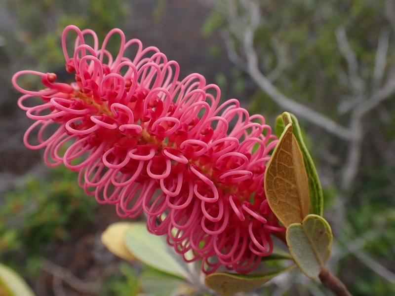 Grevillea nepwiensis