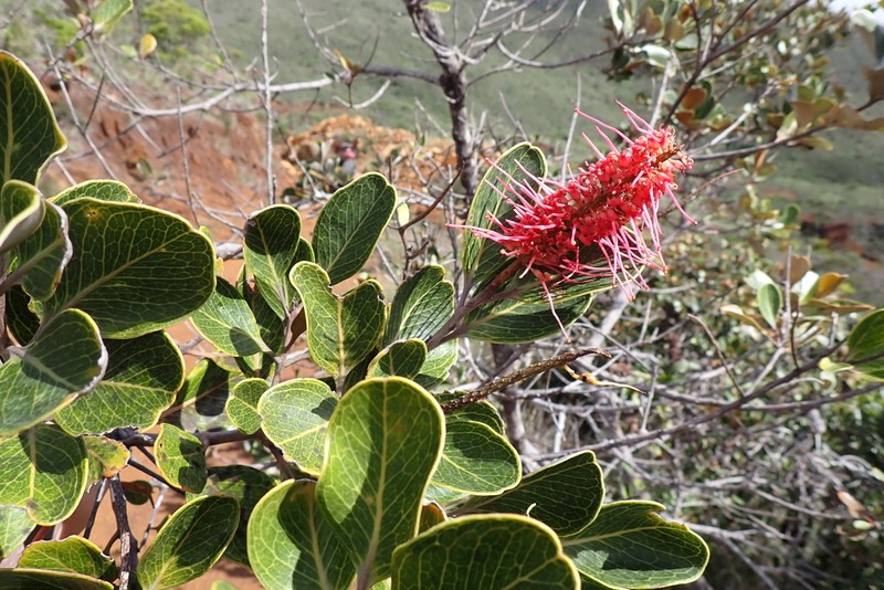 Grevillea nepwiensis photo 2