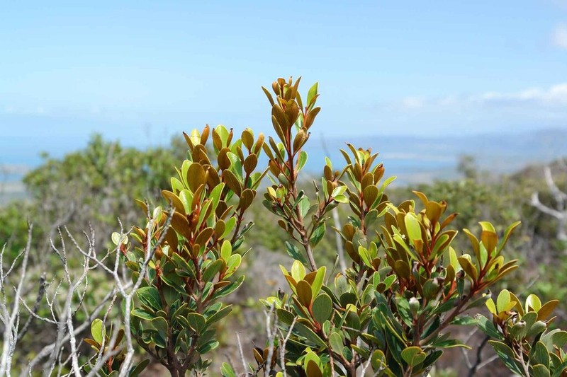 Grevillea nepwiensis photo 3
