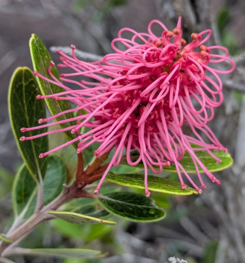 Grevillea nepwiensis photo 4