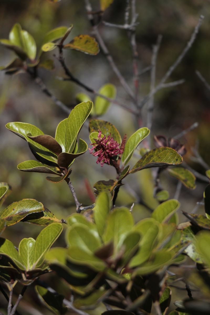 Grevillea nepwiensis photo 5