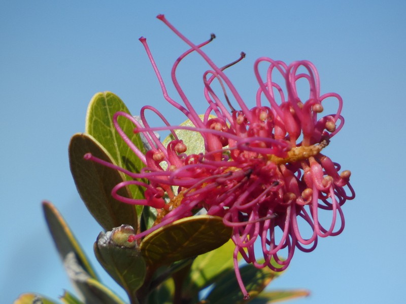 Grevillea nepwiensis photo 6