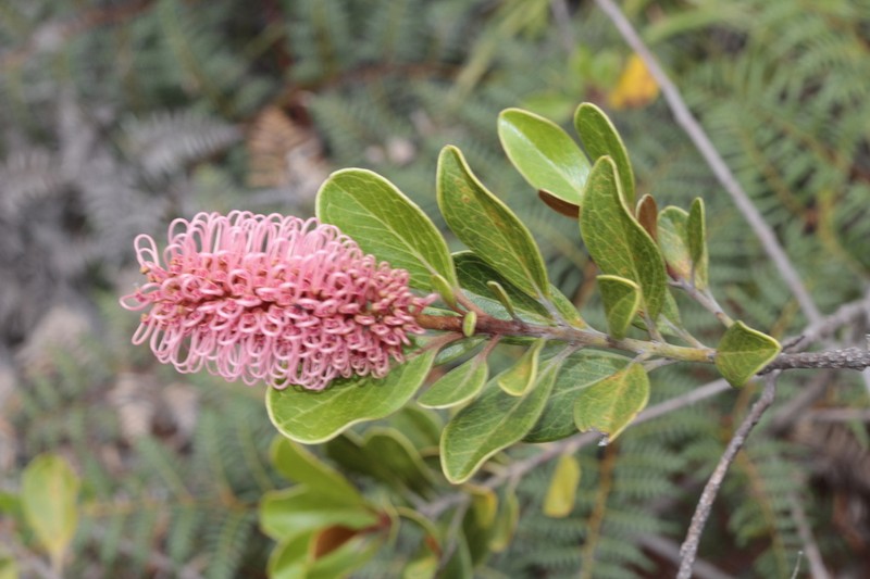 Grevillea nepwiensis photo 7