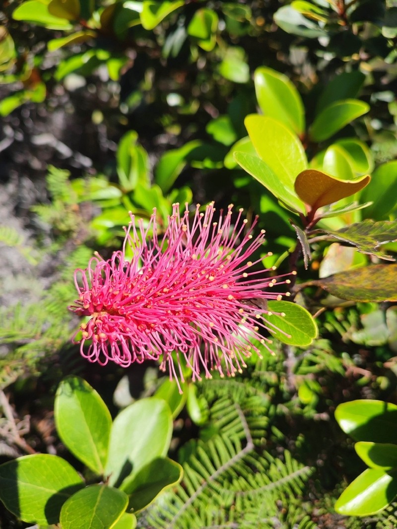 Grevillea nepwiensis photo 8