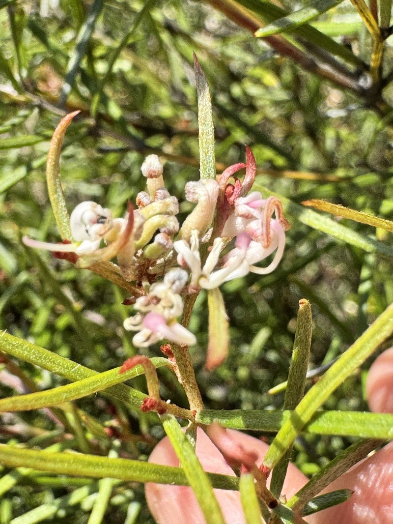 Grevillea neurophylla subsp. neurophylla