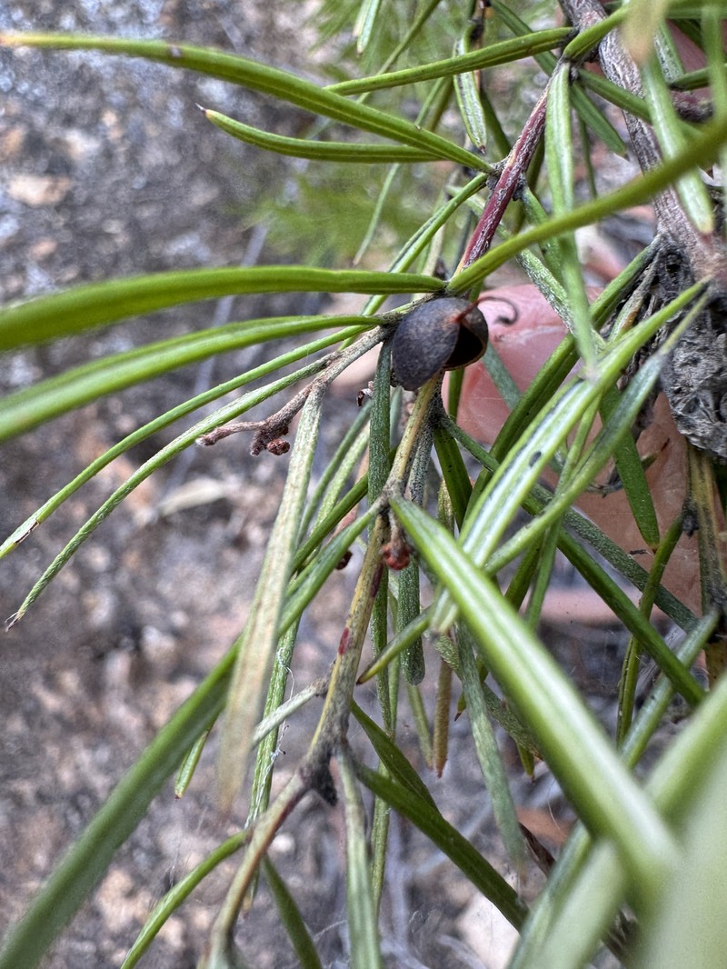 Grevillea neurophylla subsp. neurophylla photo 2