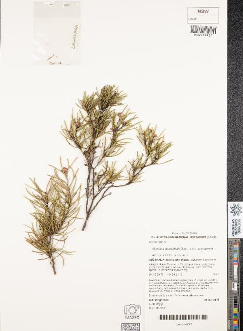 Grevillea neurophylla subsp. neurophylla photo 3