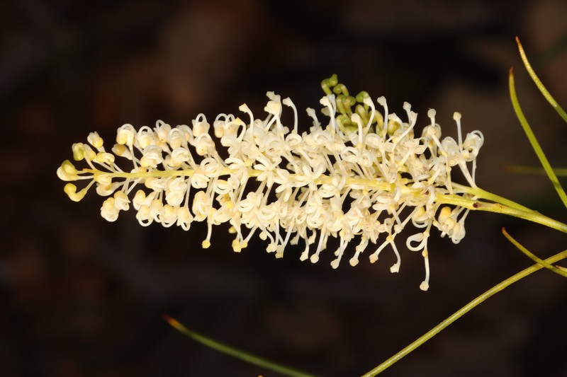 Grevillea obliquistigma subsp. obliquistigma