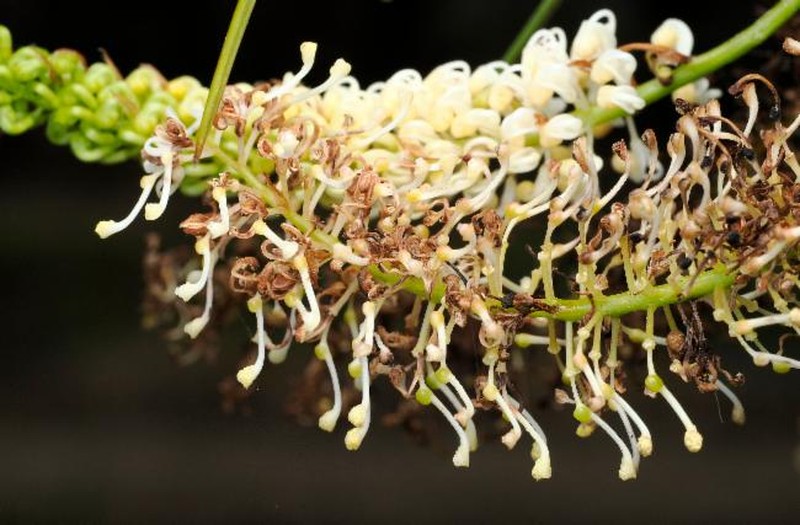 Grevillea obliquistigma subsp. obliquistigma photo 2