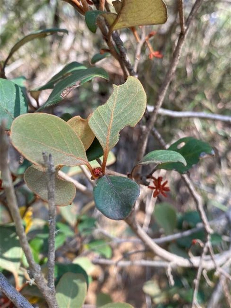 Grevillea oxyantha subsp. oxyantha