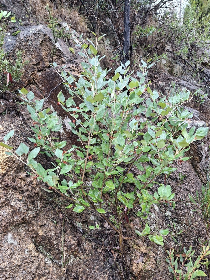 Grevillea oxyantha subsp. oxyantha photo 3