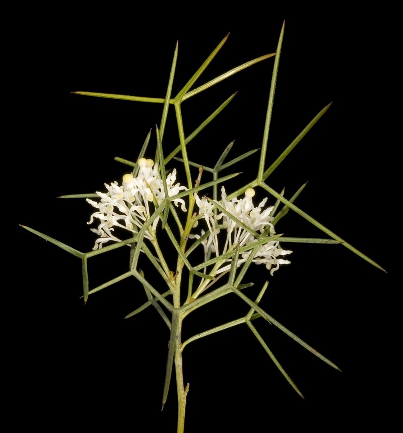 Grevillea paniculata