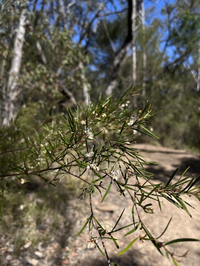 Grevillea parviflora subsp. parviflora