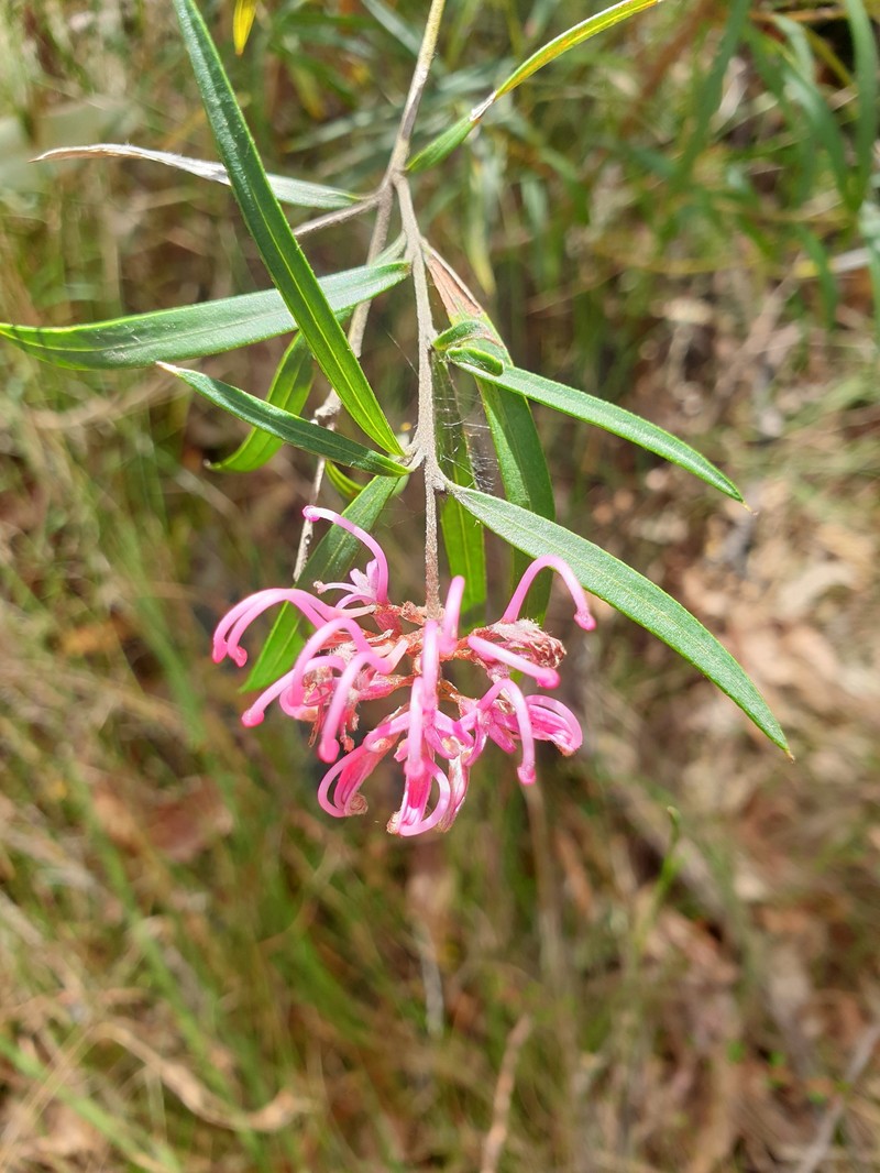 Grevillea parviflora subsp. parviflora photo 2