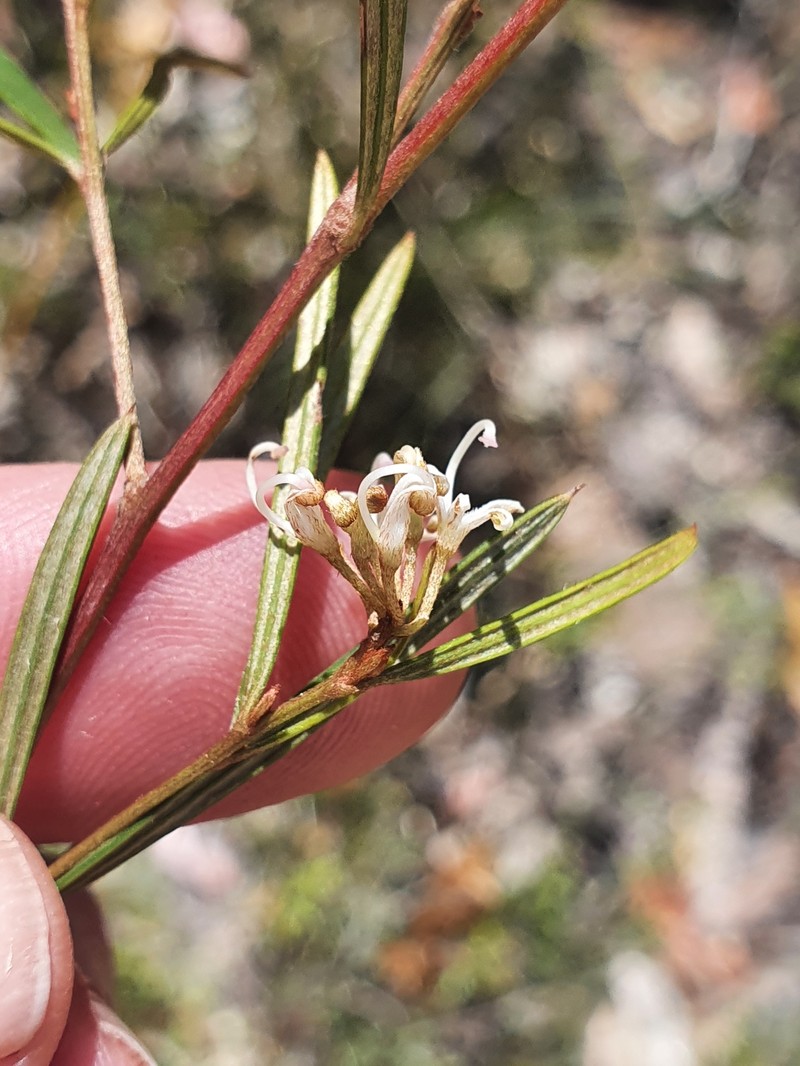 Grevillea parviflora subsp. parviflora photo 3