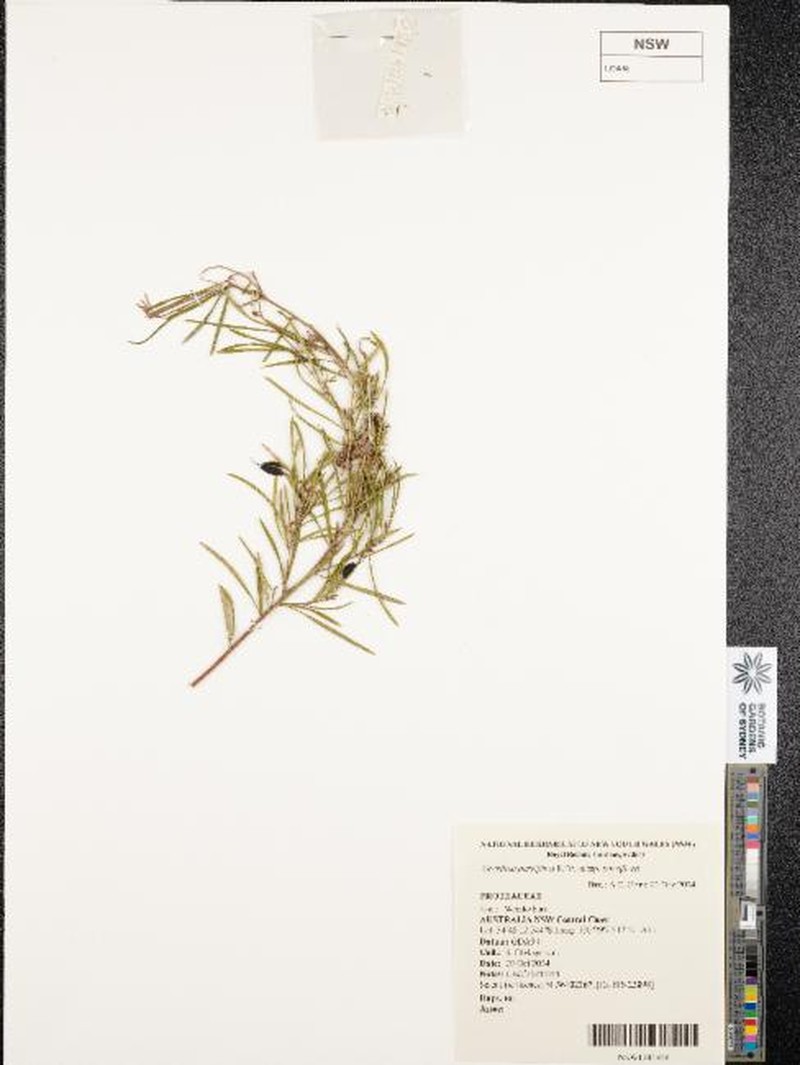 Grevillea parviflora subsp. parviflora photo 4