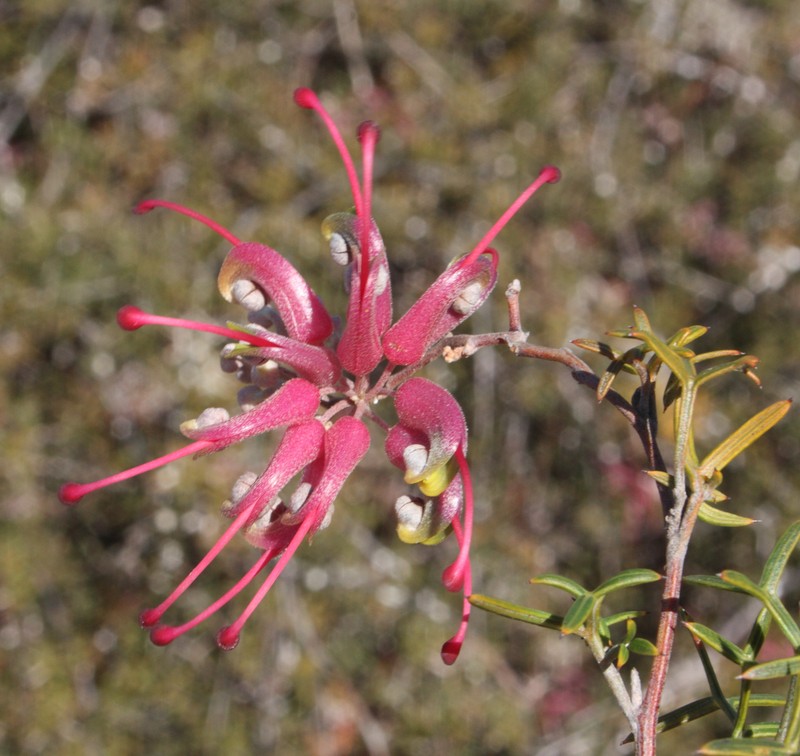 Grevillea patentiloba subsp. patentiloba
