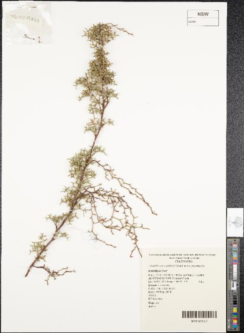 Grevillea patentiloba subsp. patentiloba photo 2
