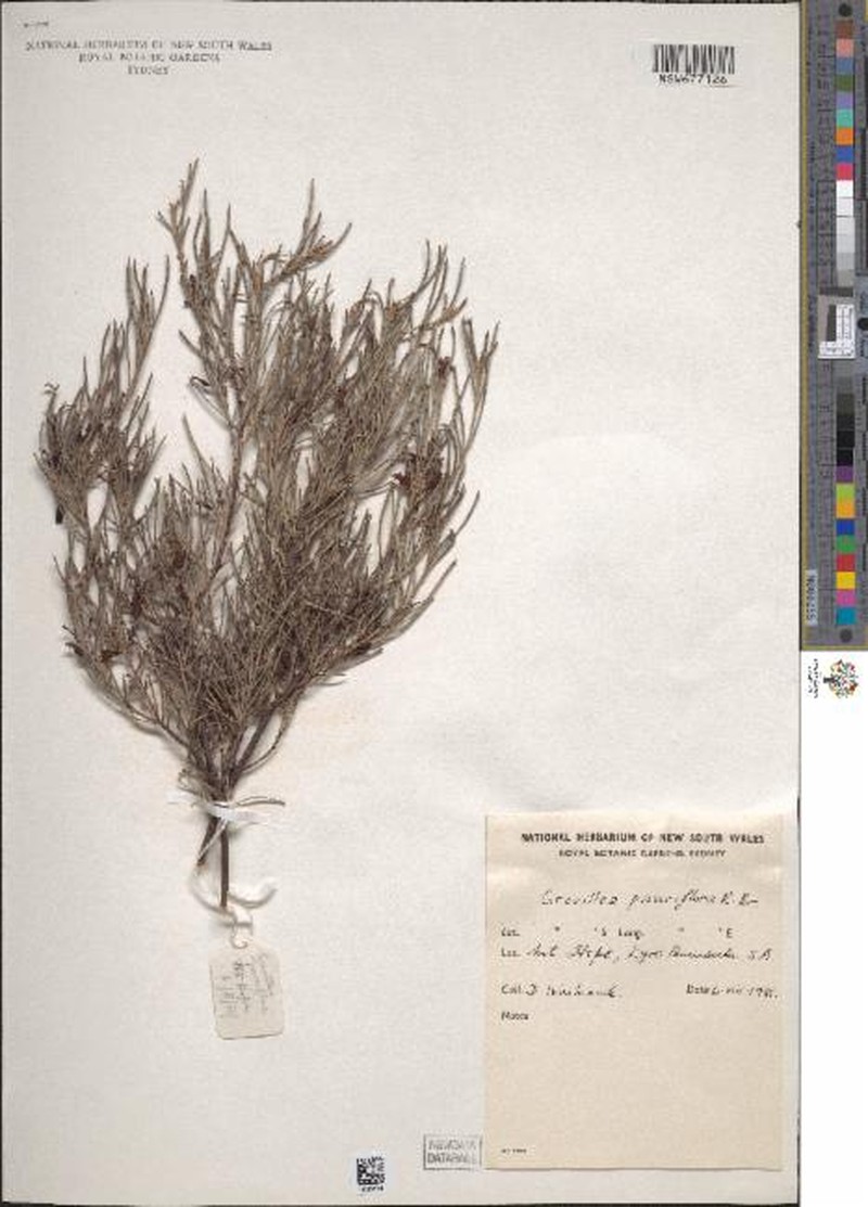 Grevillea pauciflora subsp. pauciflora