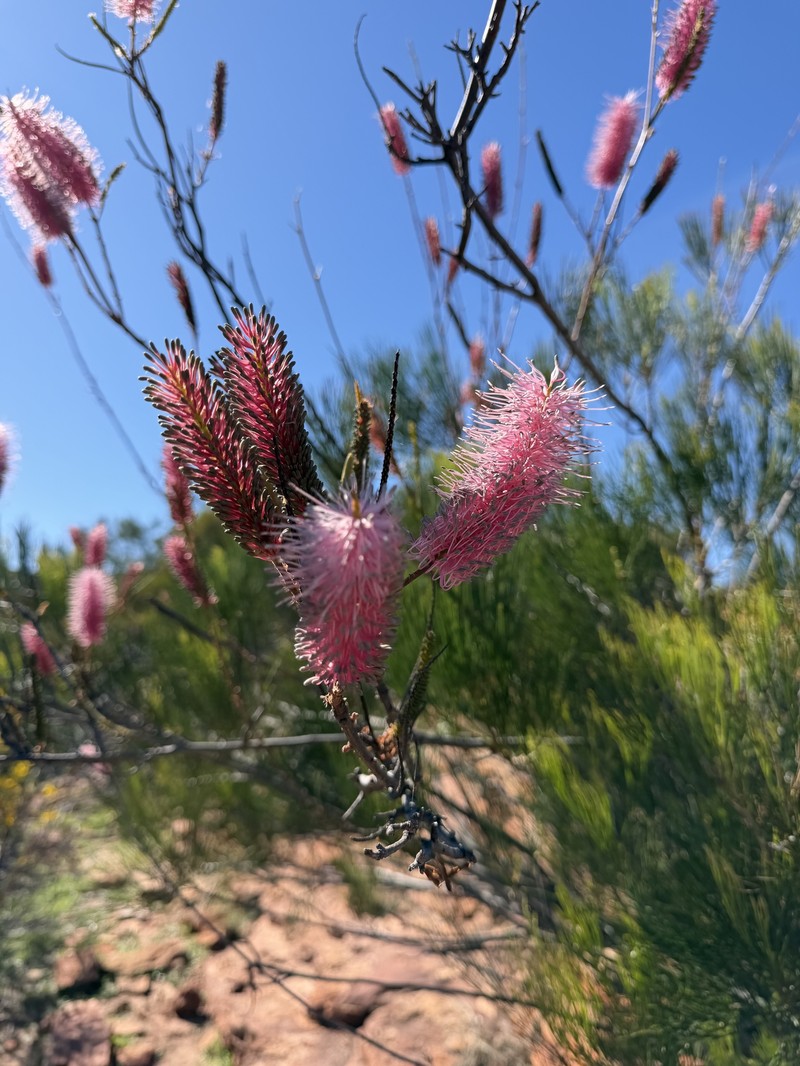 Grevillea petrophiloides subsp. petrophiloides