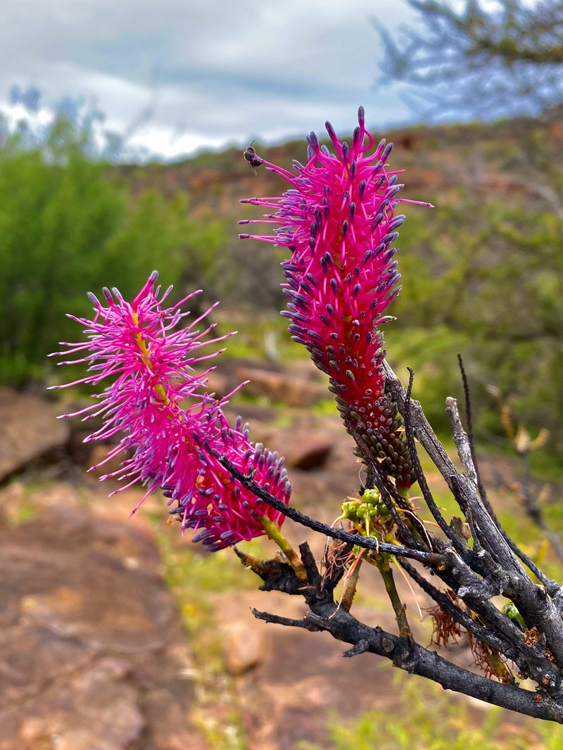 Grevillea petrophiloides subsp. petrophiloides photo 2