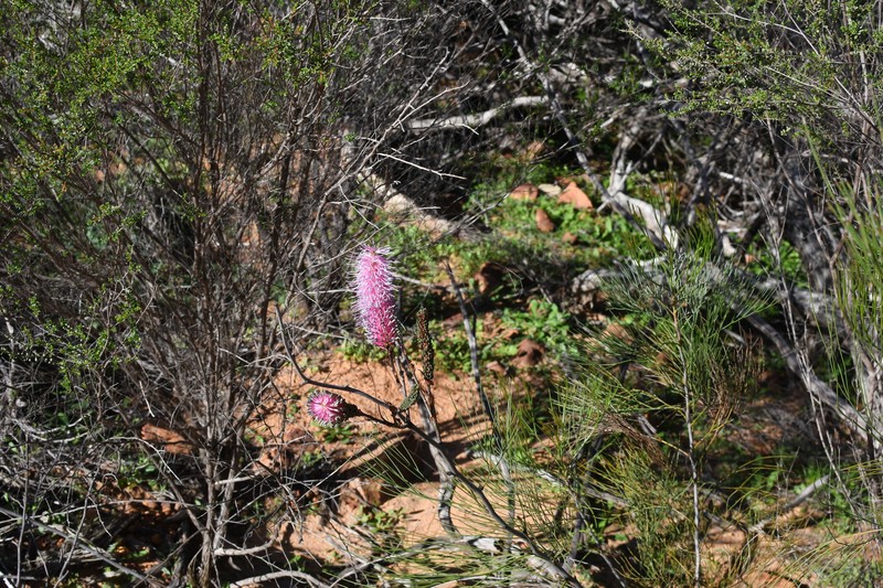 Grevillea petrophiloides subsp. petrophiloides photo 3