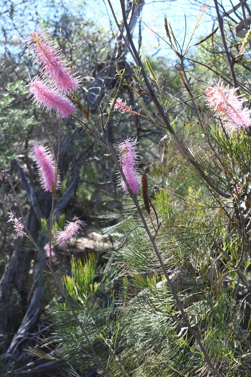 Grevillea petrophiloides subsp. petrophiloides photo 4