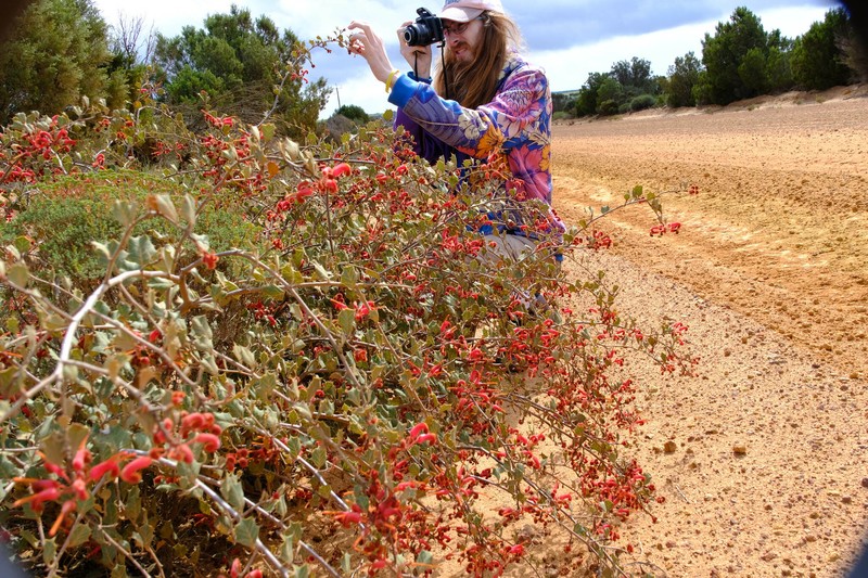 Grevillea pilosa subsp. pilosa