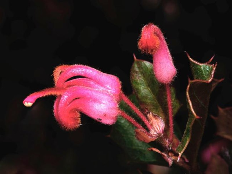 Grevillea pilosa subsp. pilosa photo 2