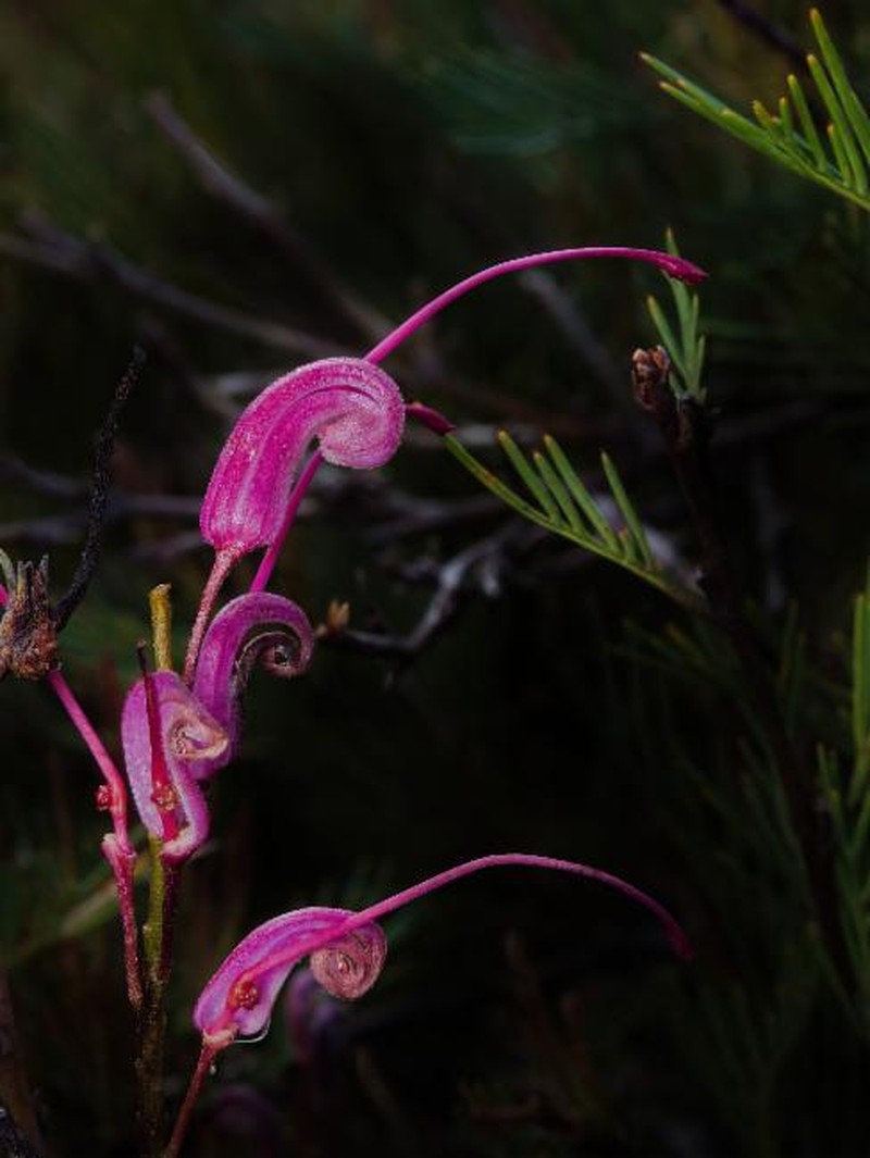 Grevillea plurijuga subsp. plurijuga