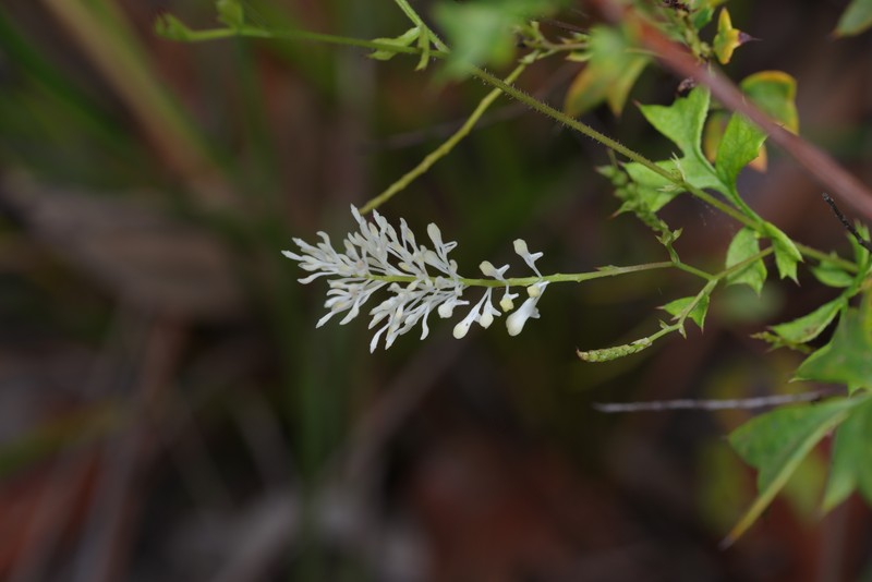 Grevillea pulchella subsp. pulchella