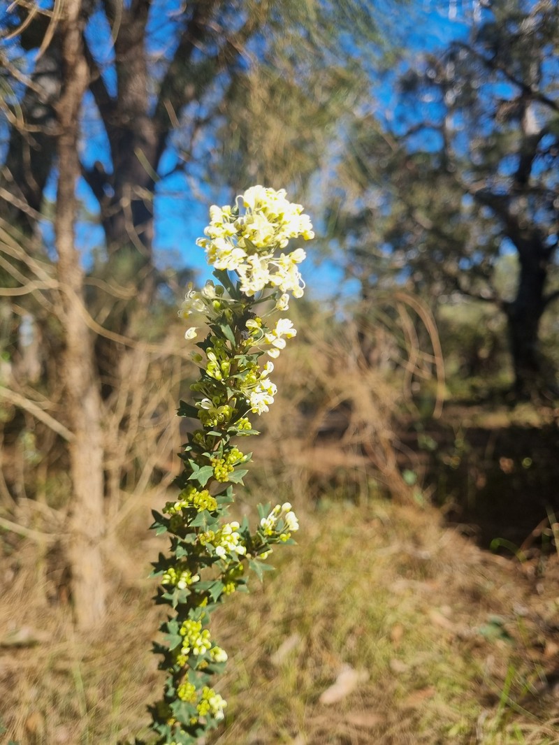Grevillea pulchella subsp. pulchella photo 2
