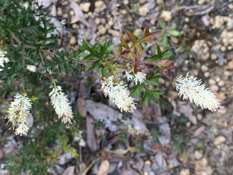 Grevillea pulchella subsp. pulchella photo 3