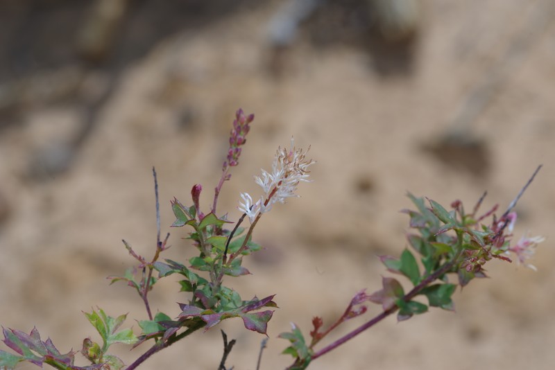 Grevillea pulchella subsp. pulchella photo 4