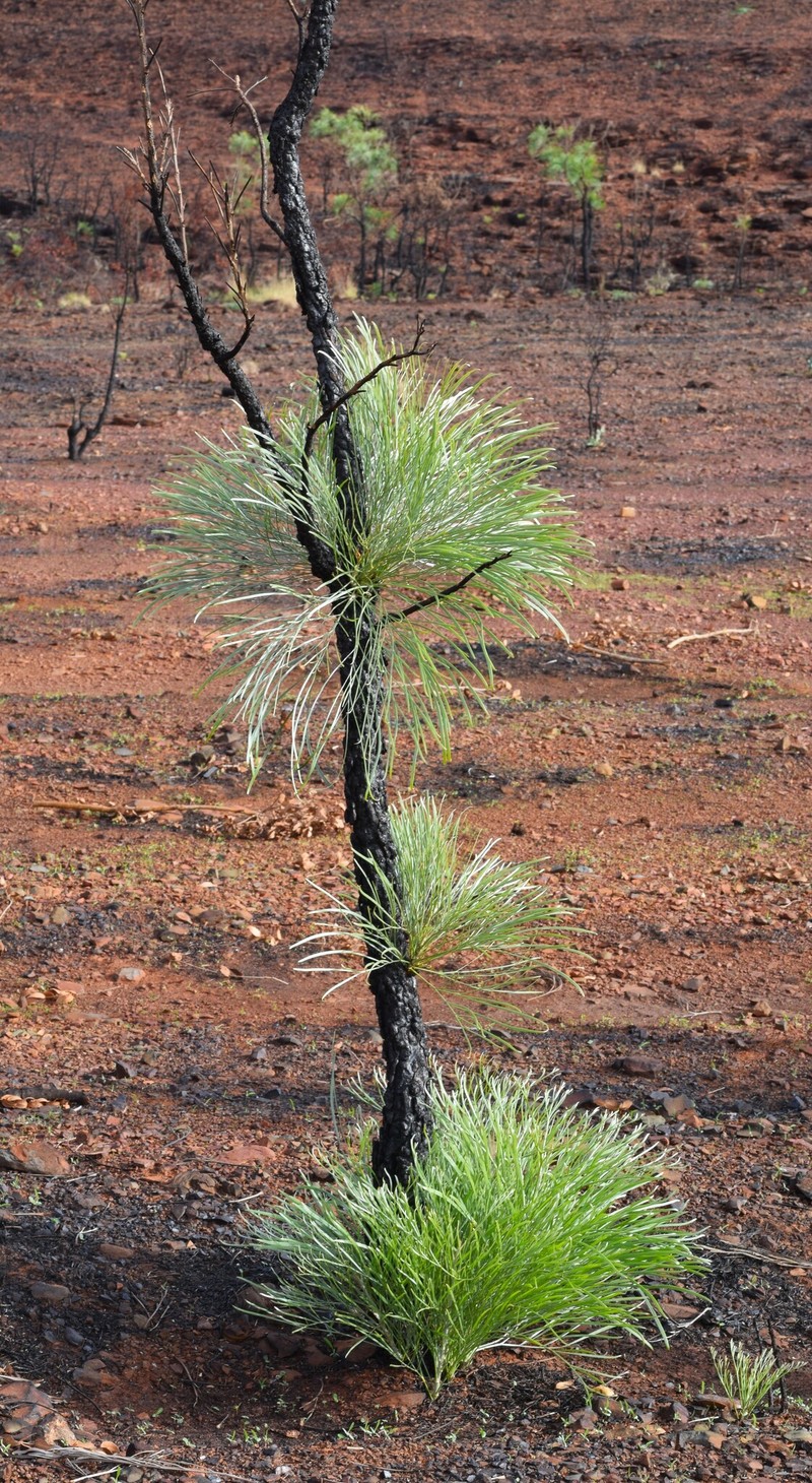 Grevillea pyramidalis subsp. pyramidalis photo 2