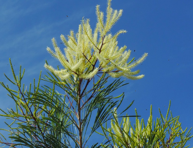 Grevillea pyramidalis subsp. pyramidalis photo 3
