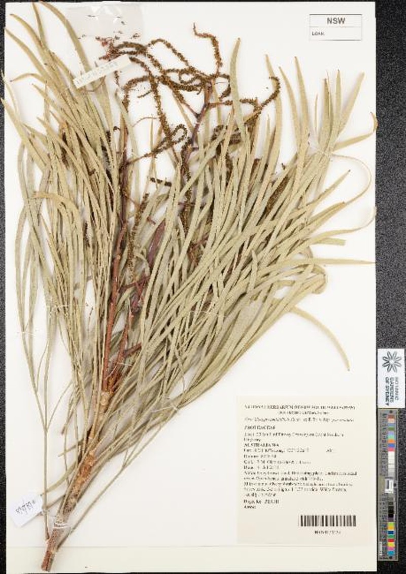 Grevillea pyramidalis subsp. pyramidalis photo 4