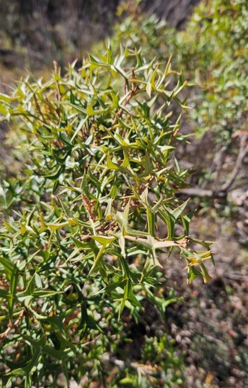 Grevillea ramosissima subsp. ramosissima