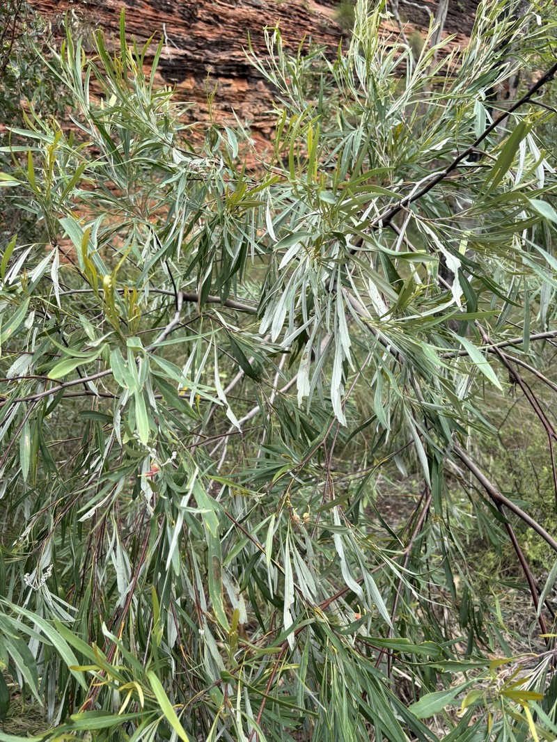 Grevillea refracta subsp. refracta