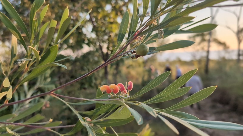 Grevillea refracta subsp. refracta photo 2