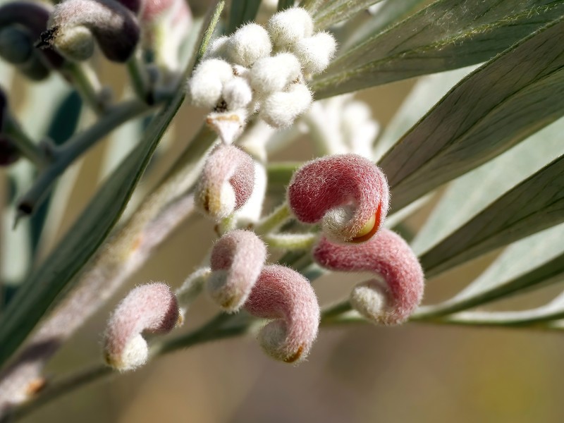 Grevillea refracta subsp. refracta photo 3