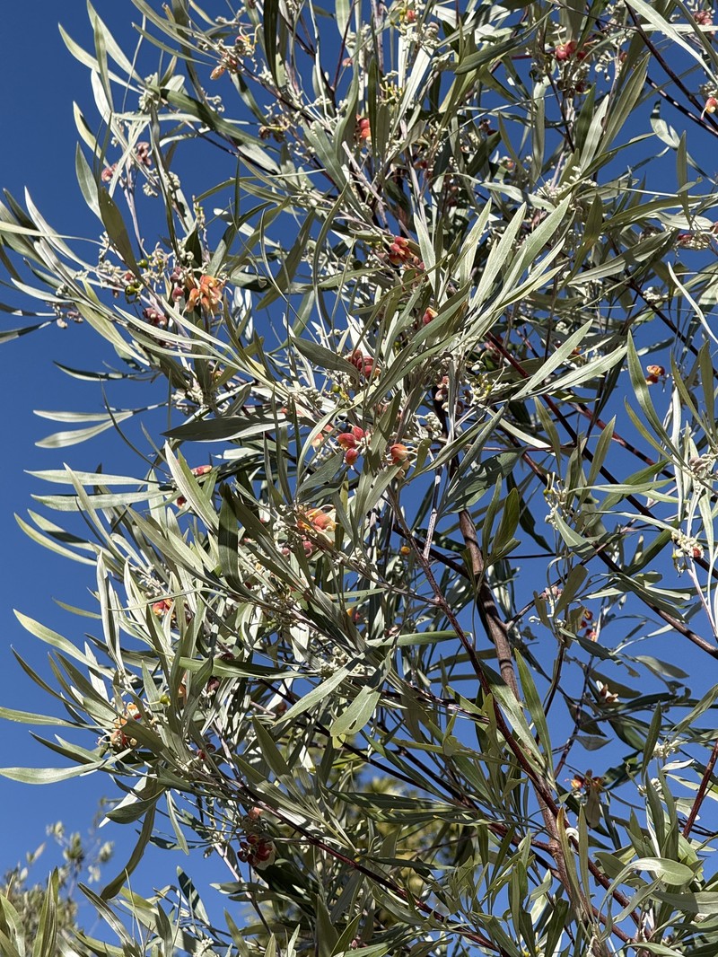 Grevillea refracta subsp. refracta photo 4