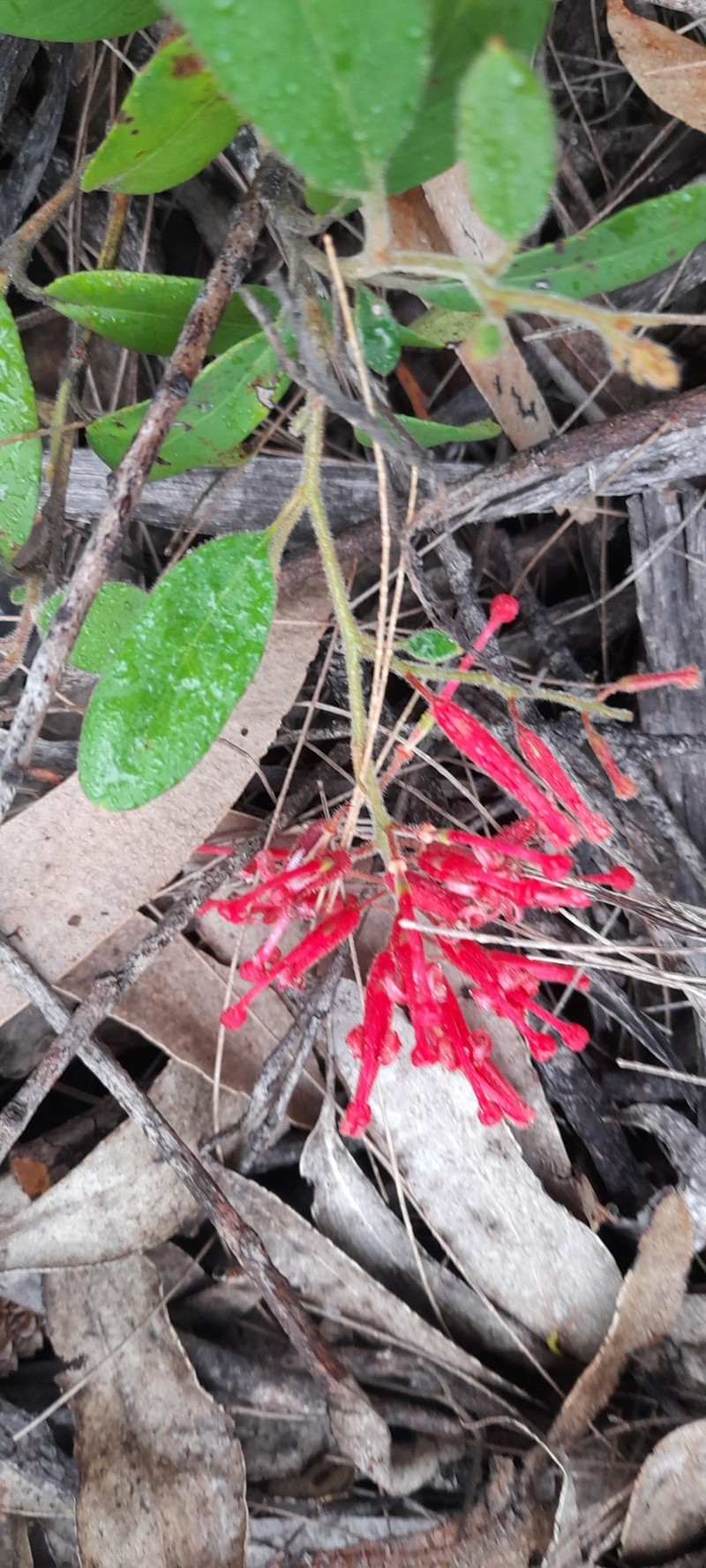 Grevillea rhyolitica subsp. rhyolitica