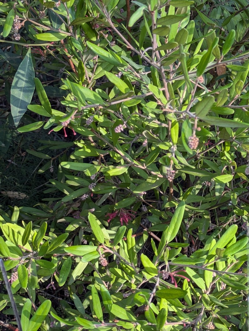 Grevillea rhyolitica subsp. rhyolitica photo 2