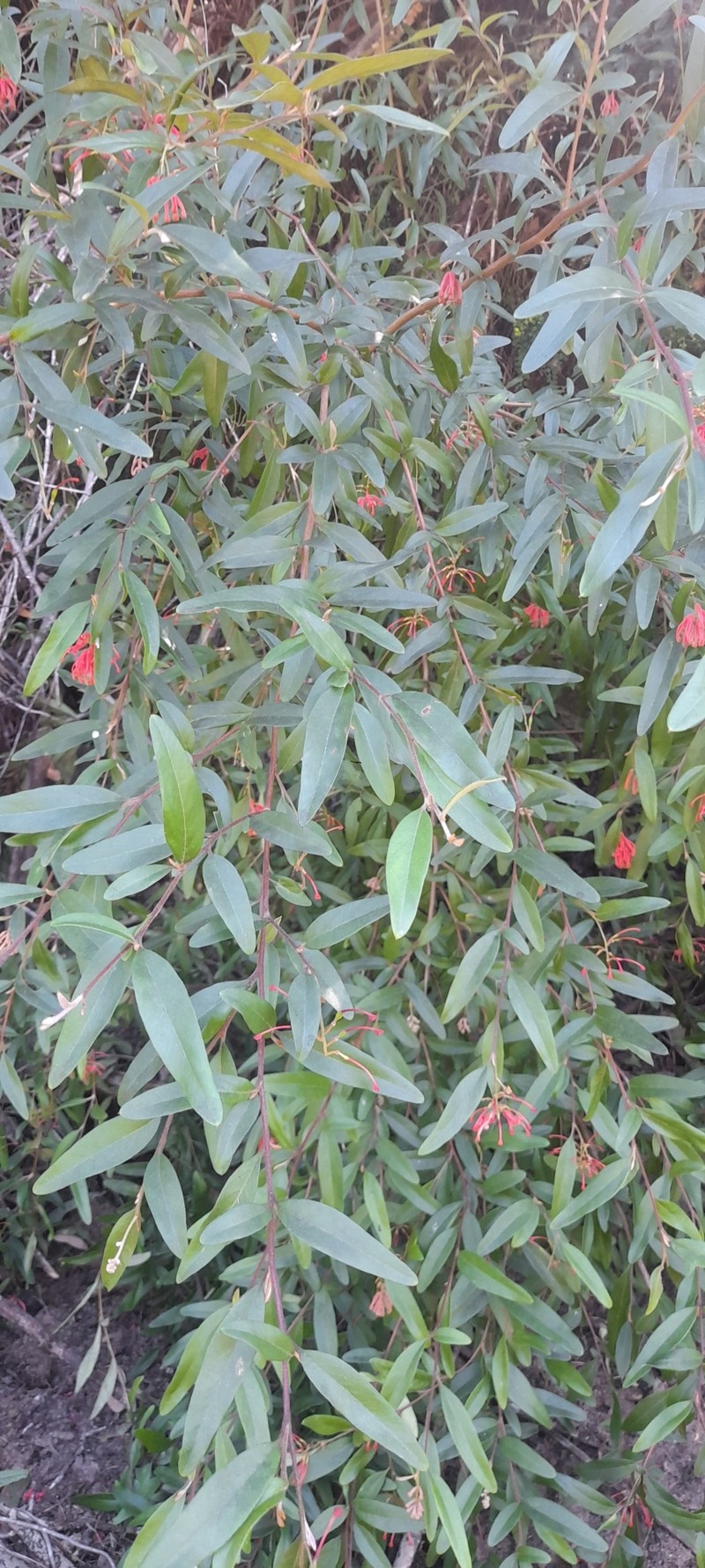Grevillea rhyolitica subsp. rhyolitica photo 3