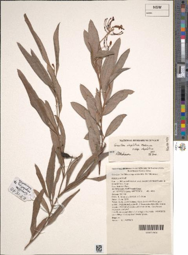 Grevillea rhyolitica subsp. rhyolitica photo 4