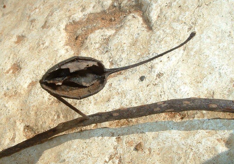Silkoak photo 2