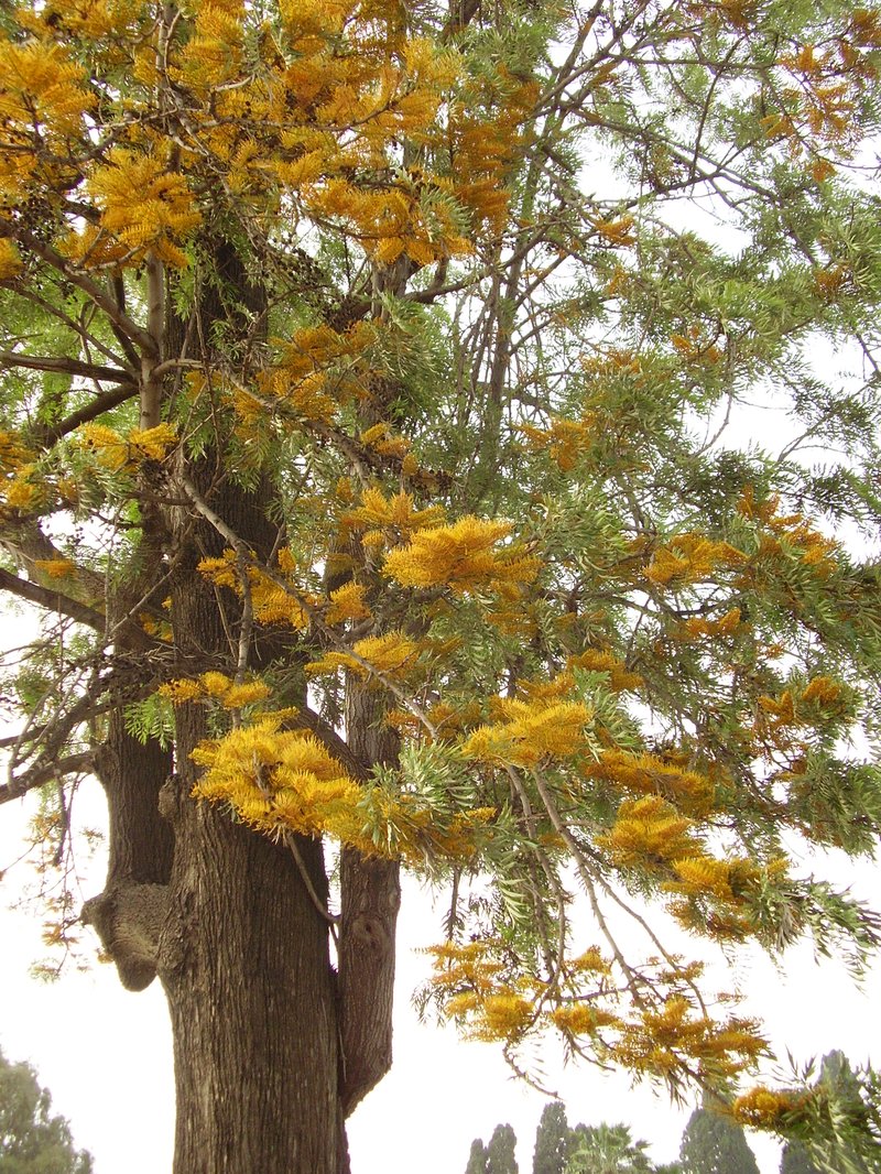 Silkoak photo 3