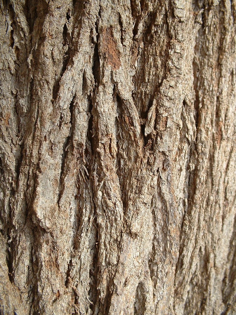 Silkoak photo 6