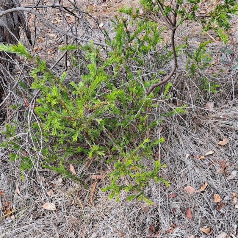 Grevillea rosmarinifolia subsp. rosmarinifolia